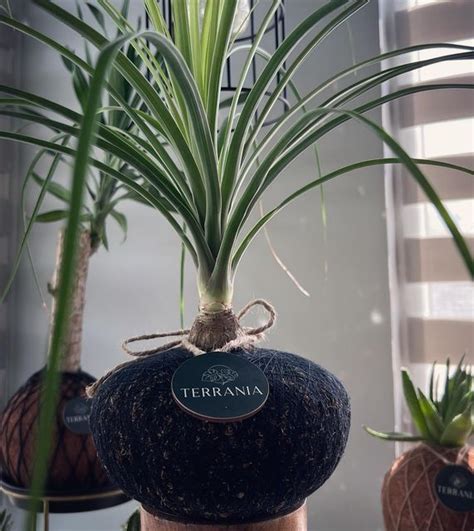 Terrania Kokedamas Plantas Jardin On Instagram Les