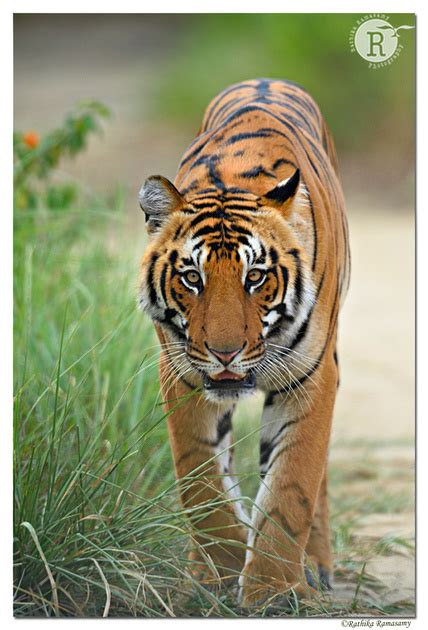 Rathika Ramasamys Wildlife Photography Tigers Tigerd4s9580