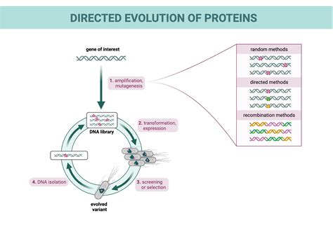 Directed Evolution Of Proteins Biorender Science Templates