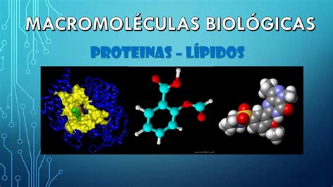 Proteínas Y Lípidos Linda Milena León Gómez Udocz