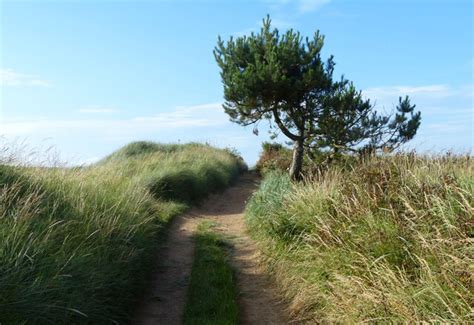 Tree Along The Fife Coastal Path © Mat Fascione Geograph Britain And Ireland