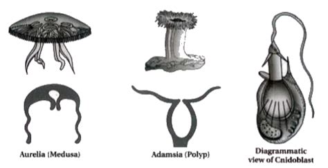 Give General Characteristics Of Phylum Coelenterata Cnidaria