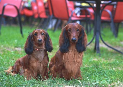 Meet the Adorable Long-Haired Dachshund - Rocky Kanaka