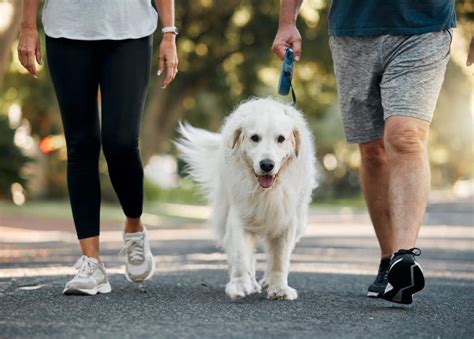 Sport mit Hund Gemeinsame Aktivitäten agility welt de