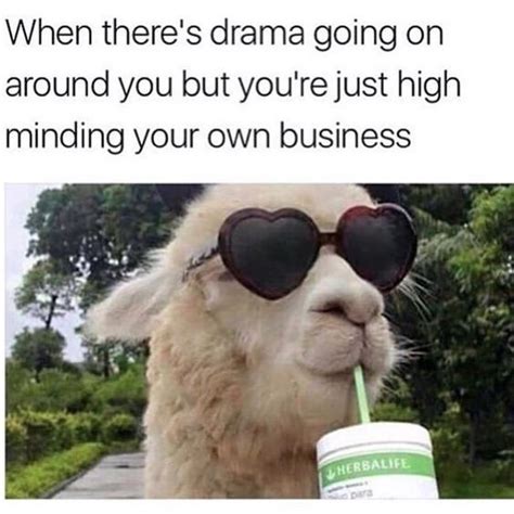 19 Hilarious Llama Pics And Memes Monkeys Funny Funny Animal Memes