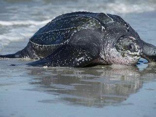 Leatherback Sea Turtle Facts | Leatherback Sea Turtle Habitat & Diet