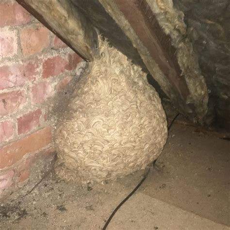 Man Thinks He Found Hornets Nest In Attic Turns Pale When He