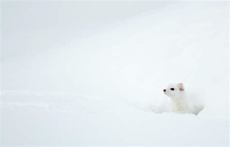 Stoat In Snow Yellowstone National Park Wyoming Usa Photograph By