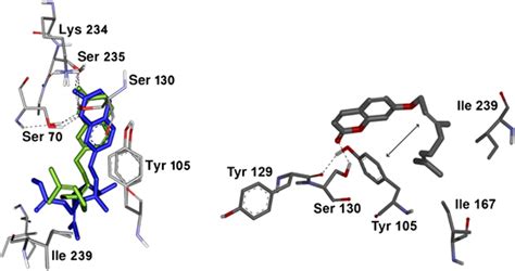 Stick View Of Consensus Structure Of Auraptene Green Stick And