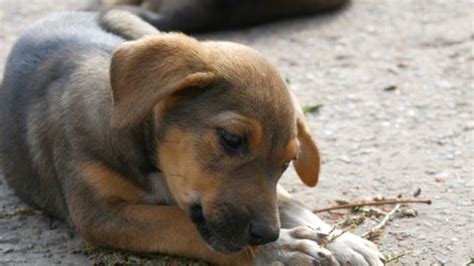 One Little Funny Puppy Eating Bone Stock Footage Video (100% Royalty ...