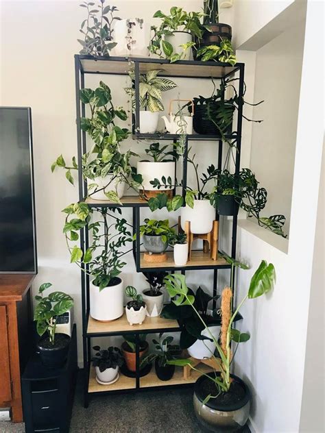 29 Indoor Plants Ideas Decor Indoor Plant Ideas Plants For Apartment