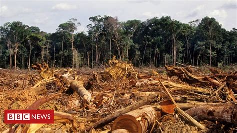 Desmatamento Amazônia perdeu 20 e Cerrado 50 desde 1970 aponta