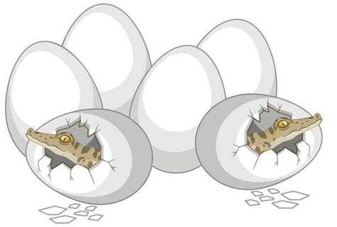 Œufs de crocodile en rêve quelle signification Décryptage et analyse