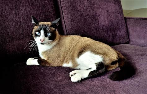 Facts About Snowshoe Siamese Cats | LoveToKnow