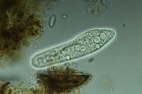 Paramecium caudatum • Together we will find the solution!