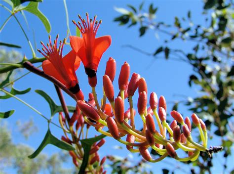 Batswing Coral Tree Ausemade