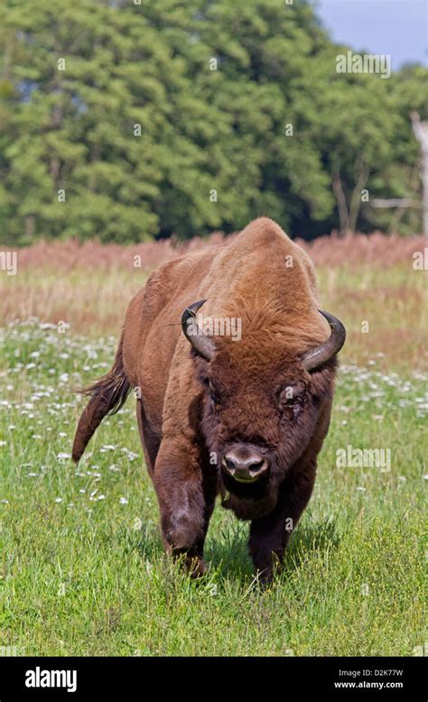 The European Bison Hi Res Stock Photography And Images Alamy