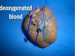 Deoxygenated blood to the heart - SignWiki