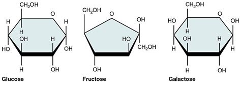 32 STRUCTURE OF GALACTOSE AND GLUCOSE - StructureofGalactose1