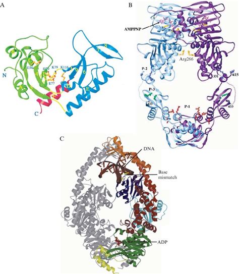 The Structures Of E Coli Muth Mutl And Muts Proteins A Ribbon