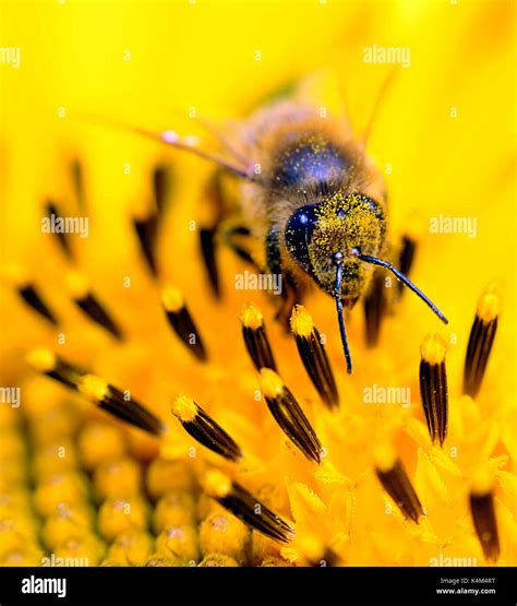 Worker Bee Drone Bee And Queen Bee Hi Res Stock Photography And Images