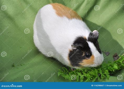 6587 guinea pig shoulder 库存图片 图片 包括有 结构 重新划线 春天 及早 116298667