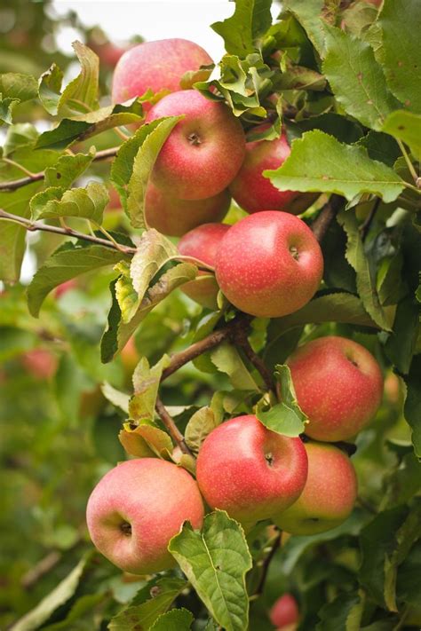 19 Best Apple Tree Varieties With A Guide To Flowering Groups Gardener