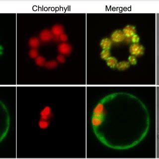 Subcellular Localization Of Oslil Protein Fluorescence Signals Were