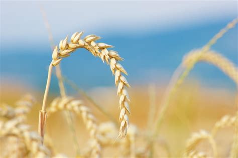 Premium Photo Ripe Ear Of Wheat In The Golden Hour