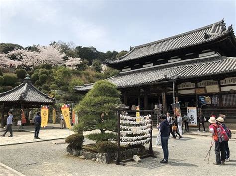 『桜満開 大津 長等公園～三井寺～琵琶湖疎水を歩いてきました。』大津滋賀県の旅行記・ブログ By Olive26さん【フォートラベル】