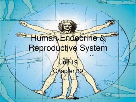 PPT - Human Endocrine & Reproductive System PowerPoint Presentation ... 