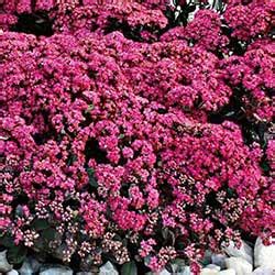 Sunsparkler Plum Dazzled Stonecrop Vanstone Nurseries