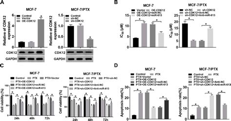 MiR 613 Negatively Mediated PTX Resistance In BC Cells Via Targeting