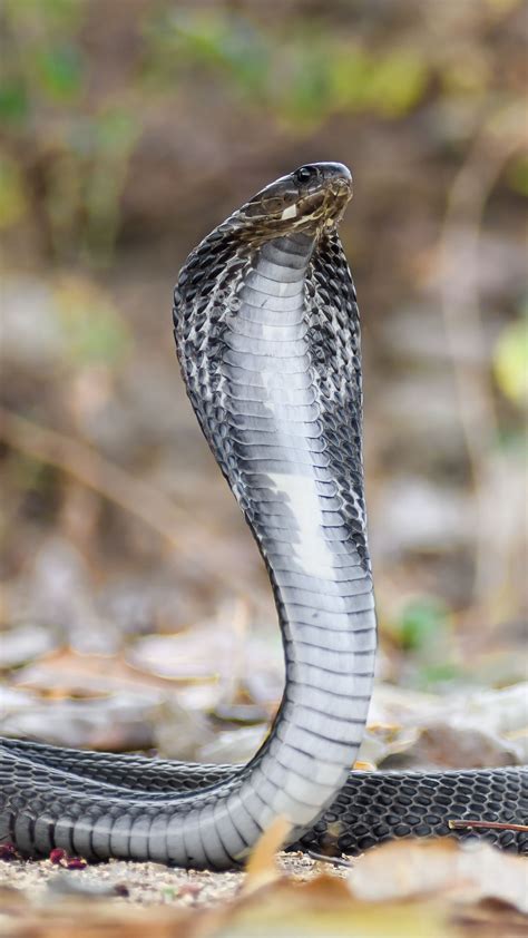 King Cobra Snake Wallpaper Hd