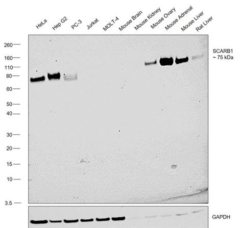 Sr Bi Recombinant Rabbit Monoclonal Antibody Arc0334 Invitrogen 100