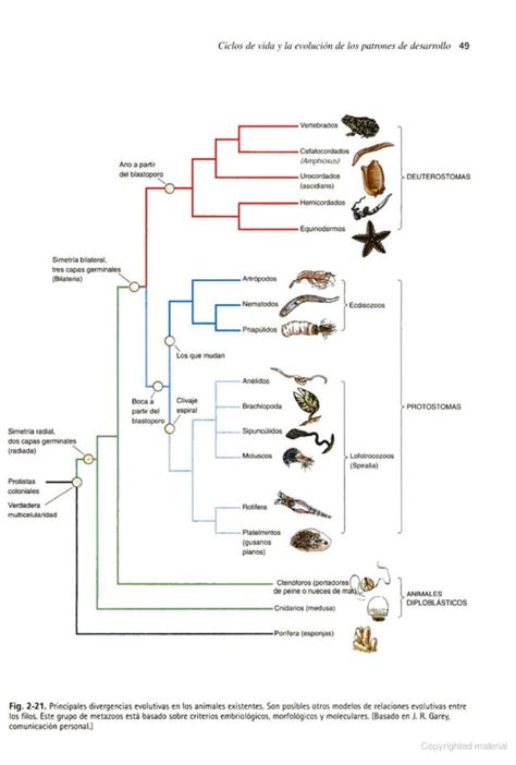 Biología del Desarrollo Gilbert 7a edición pdf