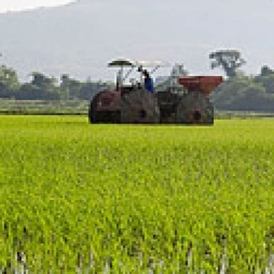 Arroz Análise Conjuntural Agromensal Outubro 23 Cepea Esalq USP