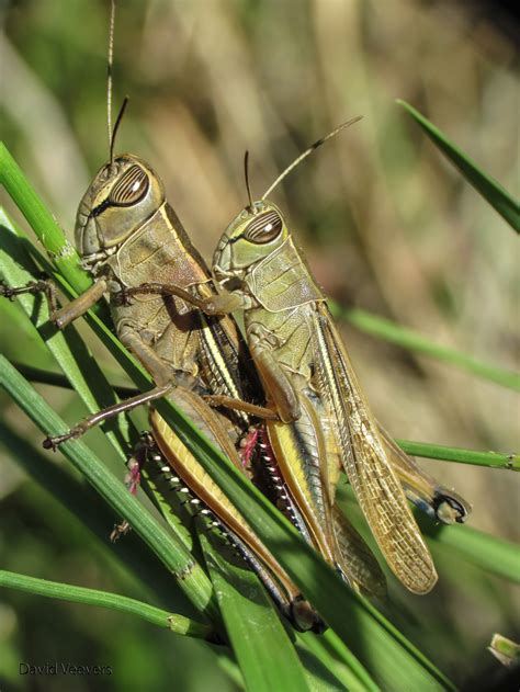 Grasshoppers By Davidveevers On Deviantart