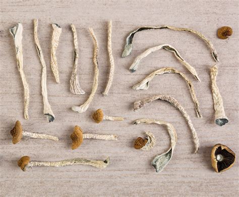 Oakland Decriminalizes Mushrooms And Pretty Much Every Natural