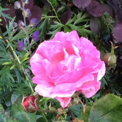 Rosa 'Alexander Mackenzie', Rose 'Alexander Mackenzie' in GardenTags ...