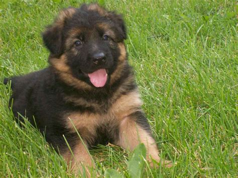 🔥 [50+] Baby German Shepherd Wallpapers | WallpaperSafari