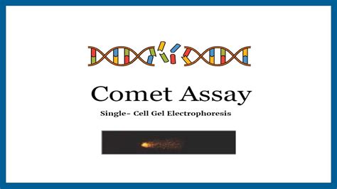 Comet Assay Single Cell Gel Electrophoresis Applications Of Comet