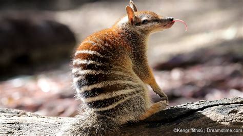 Australia’s Top 10 Marsupials - Dreamstime