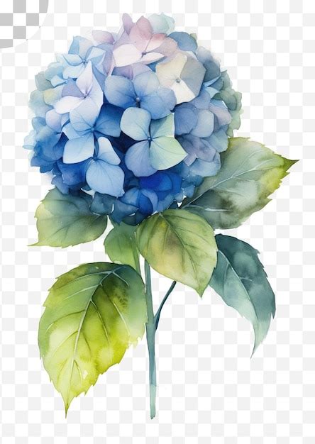 Acuarela De Una Flor De Hortensia Azul Png Pintura De Acuarela Png