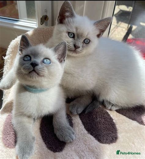 Bsh Colour Point Lilac And Blue Ready For Sale In London Pets4homes