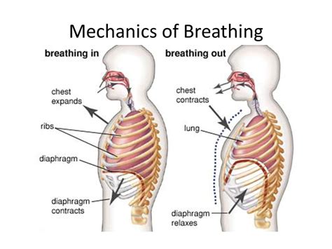 Mechanics Of Ventilation Structures Of Respiratory System And