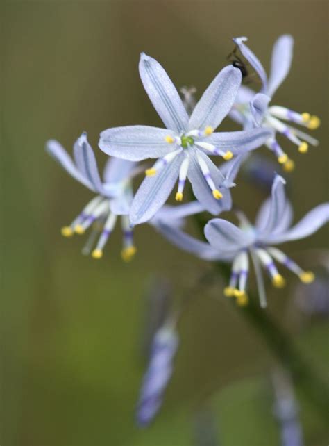 Blue Grass Lily Flowers Lily Grass