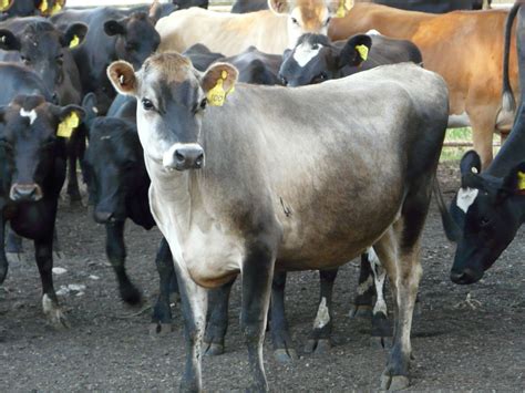 Australian Dairy Cattle – Cluny Livestock Exports Pty Ltd