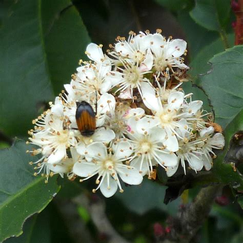 Photinia And Arachnothryx Queensland Gardening Pages Brisbane Qld