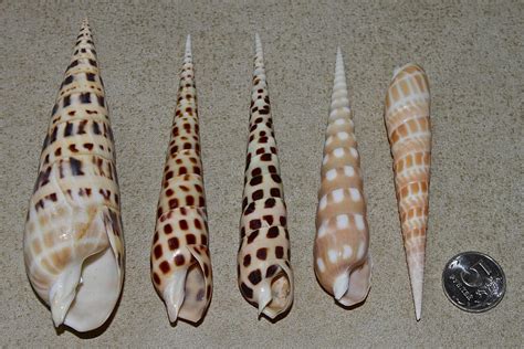 Philippine Auger Shells Terebridae Oxymeris Maculata Ph Flickr